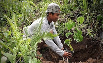 Rainforest restoration work in Indonesian Borneo